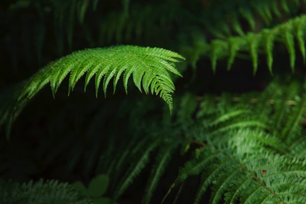 For the Love of Ferns